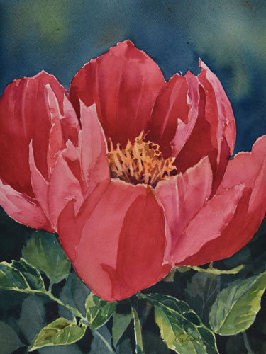w_Peony-Shadows.jpg
