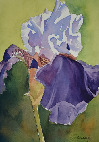 w_Purple-Iris-Study.jpg